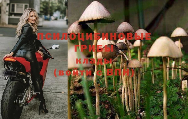PSILOCYBIN Ладушкин