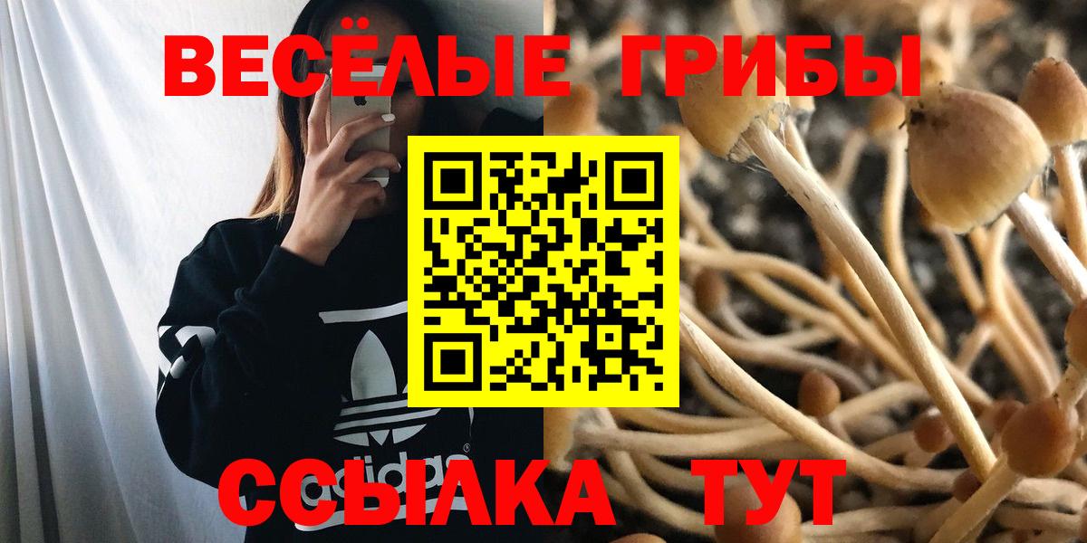 Псилоцибиновые грибы Psilocybe Краснознаменск